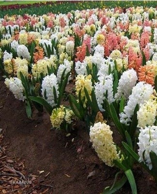 La deuxième alimentation est effectuée peu de temps avant le début de la floraison - pendant le bourgeonnement.