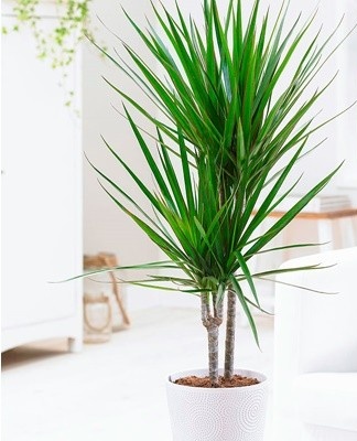 À la maison, le dracaena est élevé de plusieurs manières: boutures apicales, morceaux de tige, graines.