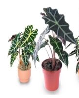 Regels voor het planten en verzorgen van alocasia thuis