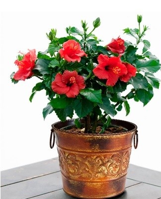 De optimale temperatuur voor hibiscus is +26 graden.