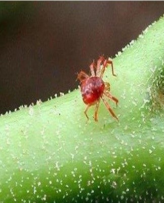 Le ravageur le plus commun des plantes d'intérieur est situé à l'arrière de la feuille, se nourrissant de leur sève.