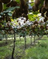 Regels voor het planten en verzorgen van actinidia, de nuances van het kweken van een plant