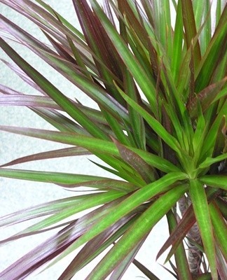 Dracaena kan worden aangetast door bepaalde ziekten en plagen.