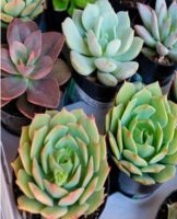 Prendre soin des plantes succulentes à la maison et comment faire du sol de vos propres mains, règles de transplantation