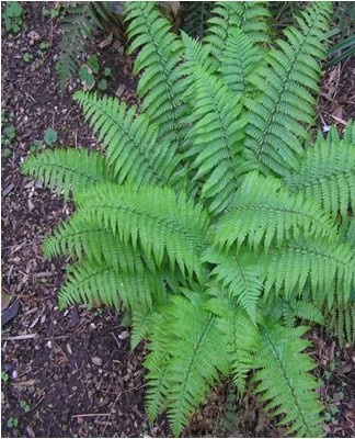 Pour ce faire, il suffit de trouver un buisson approprié dans la forêt et de le déterrer.