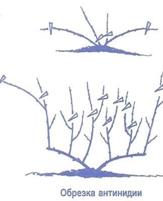 élagage des actinidies