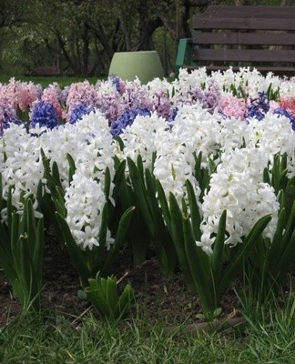 Deze variëteit onderscheidt zich door zijn witte bloemen.