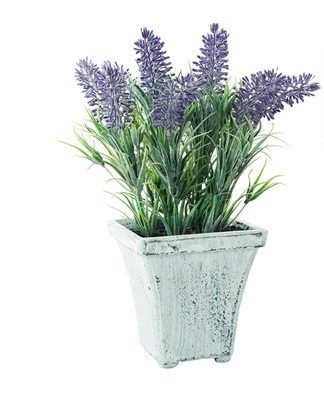 Regels voor het planten en verzorgen van lavendel in een pot, hoe thuis te kweken