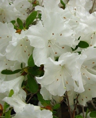 azalea adonis