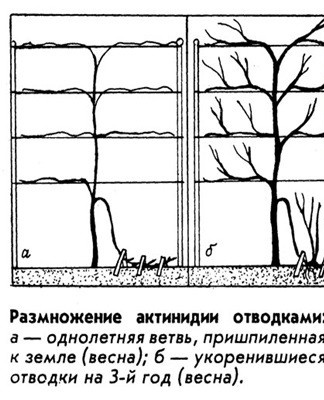 reproduction par superposition