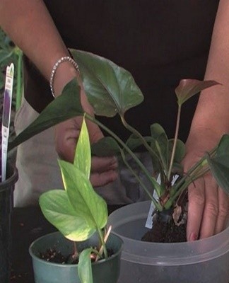  Als er geen transplantatie in de plannen staat, moet je de hele kluit aarde verzamelen en de scheut voorzichtig scheiden met een klein fragment van de wortel.