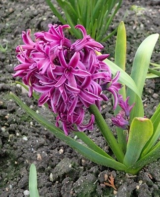 De plant wordt 24 centimeter hoog en heeft 8-13 paars-paarse bloemen.