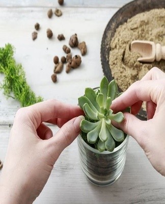 Bestuiving in verschillende soorten vetplanten vindt op verschillende tijdstippen en op verschillende manieren plaats.