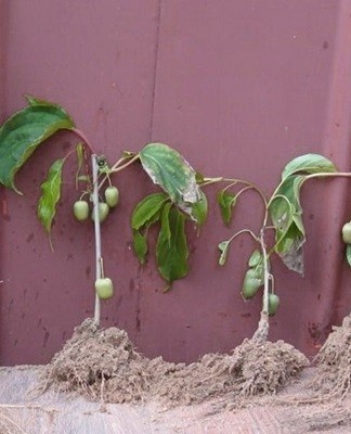 voortplanting door stekken