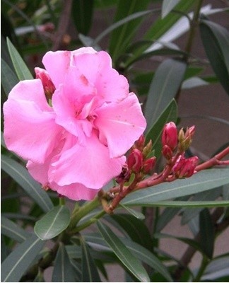 Als het blad van de oleander bleek is geworden, duidt dit op een gebrek aan licht en een verstoring van de fotosynthese.