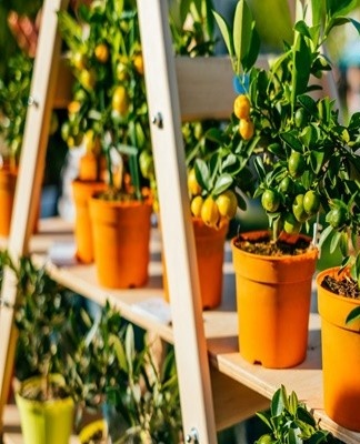 Inoculatie wordt gedaan met behulp van een 2-3 jaar oude plant.