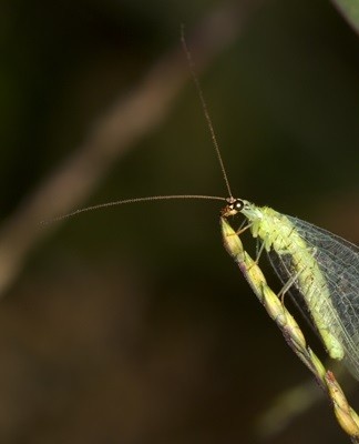 chrysope