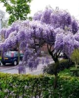 Cultiver et entretenir la glycine en extérieur, les meilleures variétés