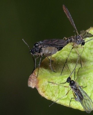 L'apparition des moucherons peut être due à un certain nombre de facteurs.