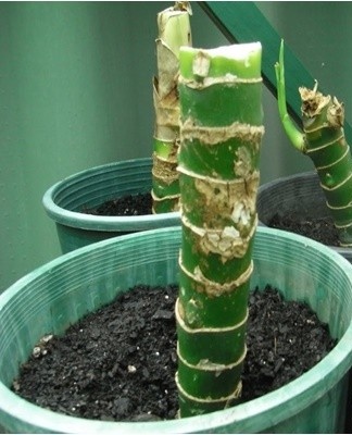 Il est recommandé de planter une culture dans un sol légèrement acide.