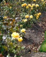 Concevoir un parterre de roses, quoi planter ensuite et les règles de combinaison des couleurs