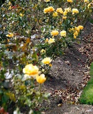 Concevoir un parterre de roses, quoi planter ensuite et les règles de combinaison des couleurs