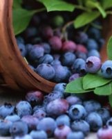 Les meilleures façons et règles sur la façon de conserver les bleuets à la maison pour l'hiver après la récolte