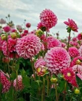 Dahlia's thuis planten en verzorgen, variëteiten en teeltregels