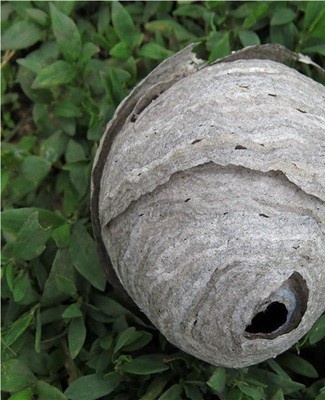 nest