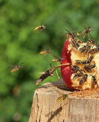 guêpe sur pomme