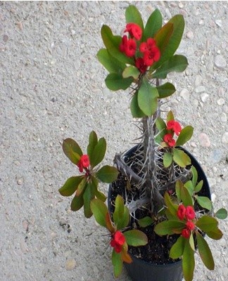  Pour l'asclépiade, un sol de jardin ordinaire convient.