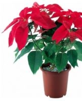 Règles de culture et d'entretien du poinsettia à la maison, comment tailler