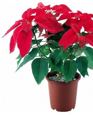 Une sécheresse excessive de l'air peut être la cause de la violation du développement du poinsettia.