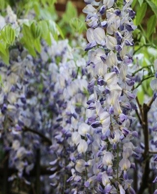 De hoofdscheut van blauweregen wordt in de zomer van het eerste jaar in een sterk ontwikkelde knop gesneden en de laterale zijn kort.