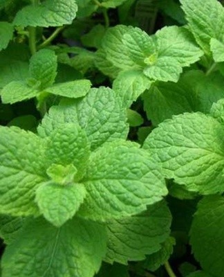 Conservez la menthe ou les feuilles hachées dans des bocaux.