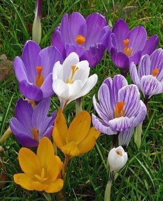 De bloemen verschillen in bekervorm en in verschillende tinten.