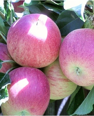 Pour plus de sécurité par temps froid, des fruits denses sans défauts sont collectés.