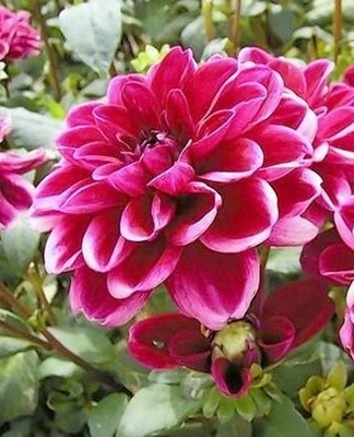 Pour que les dahlias se développent pleinement, ils doivent être correctement entretenus