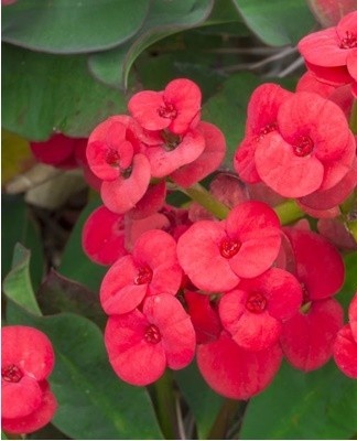 Voor deling is het de moeite waard om planten te gebruiken met meerdere stammen en sterke wortels.