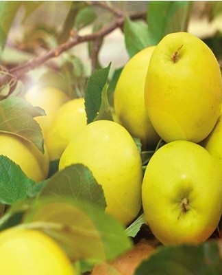 Comment conserver les pommes pour l'hiver à la maison, les meilleurs moyens et le meilleur moment