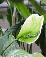 Welke grond is beter om te nemen voor spathiphyllum, planten en verzorgen thuis