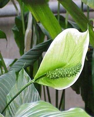 Dans des conditions naturelles, la plante se trouve au Brésil.