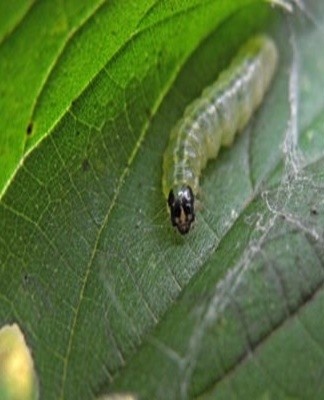 De bladworm wordt met de hand geoogst of de wijnstok wordt met chemische middelen behandeld