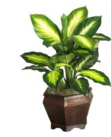 Comment bien entretenir le dieffenbachia à la maison, la plantation et la taille