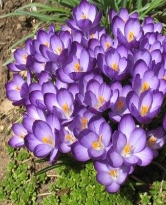 La plante se distingue par des fleurs lilas bleuâtres.