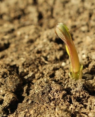 De cette façon, les dahlias ne se reproduisent pratiquement pas.