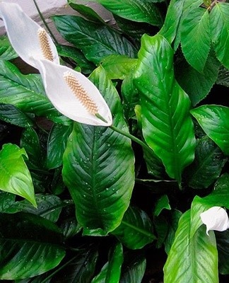 Si la plante est sur le balcon en été, elle doit être amenée dans la pièce bien avant le début des nuits froides.