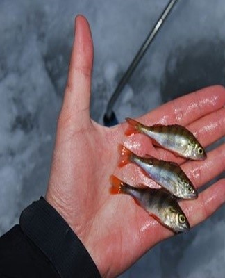 Des règles de base pour aider à garder vos prises de pêche en vie le plus longtemps possible.