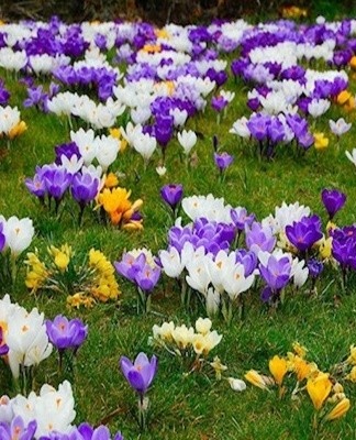 Aujourd'hui, de nombreuses variétés de crocus sont connues, chacune ayant certaines caractéristiques.