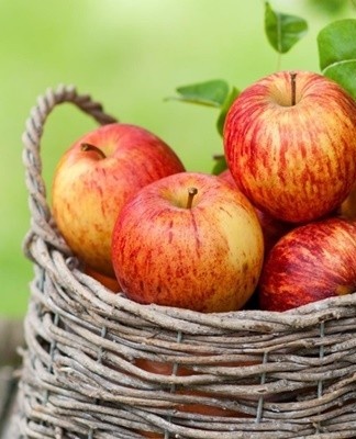 Le fruit est gazé avant stockage.